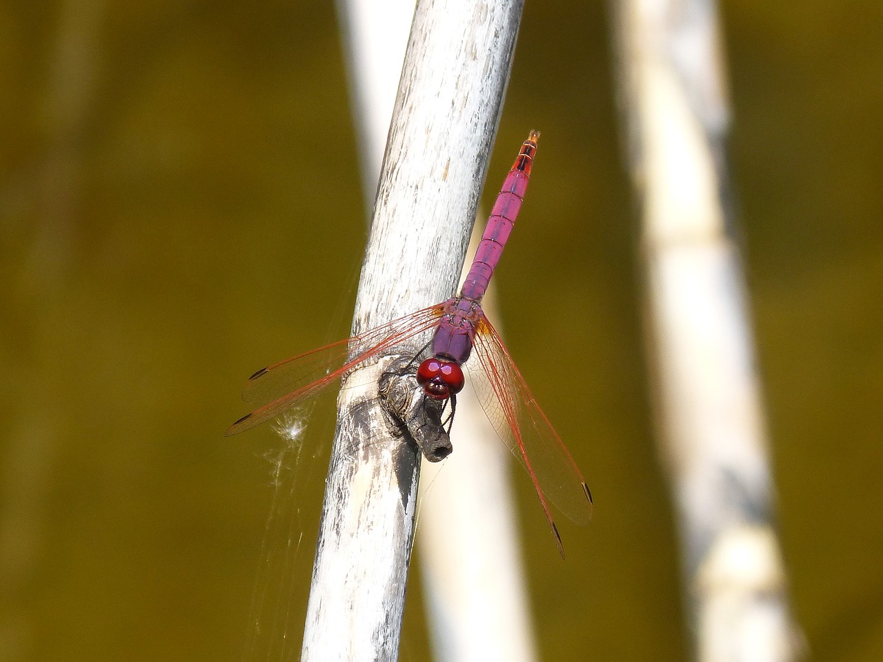 Image - dragonfly cañas raft