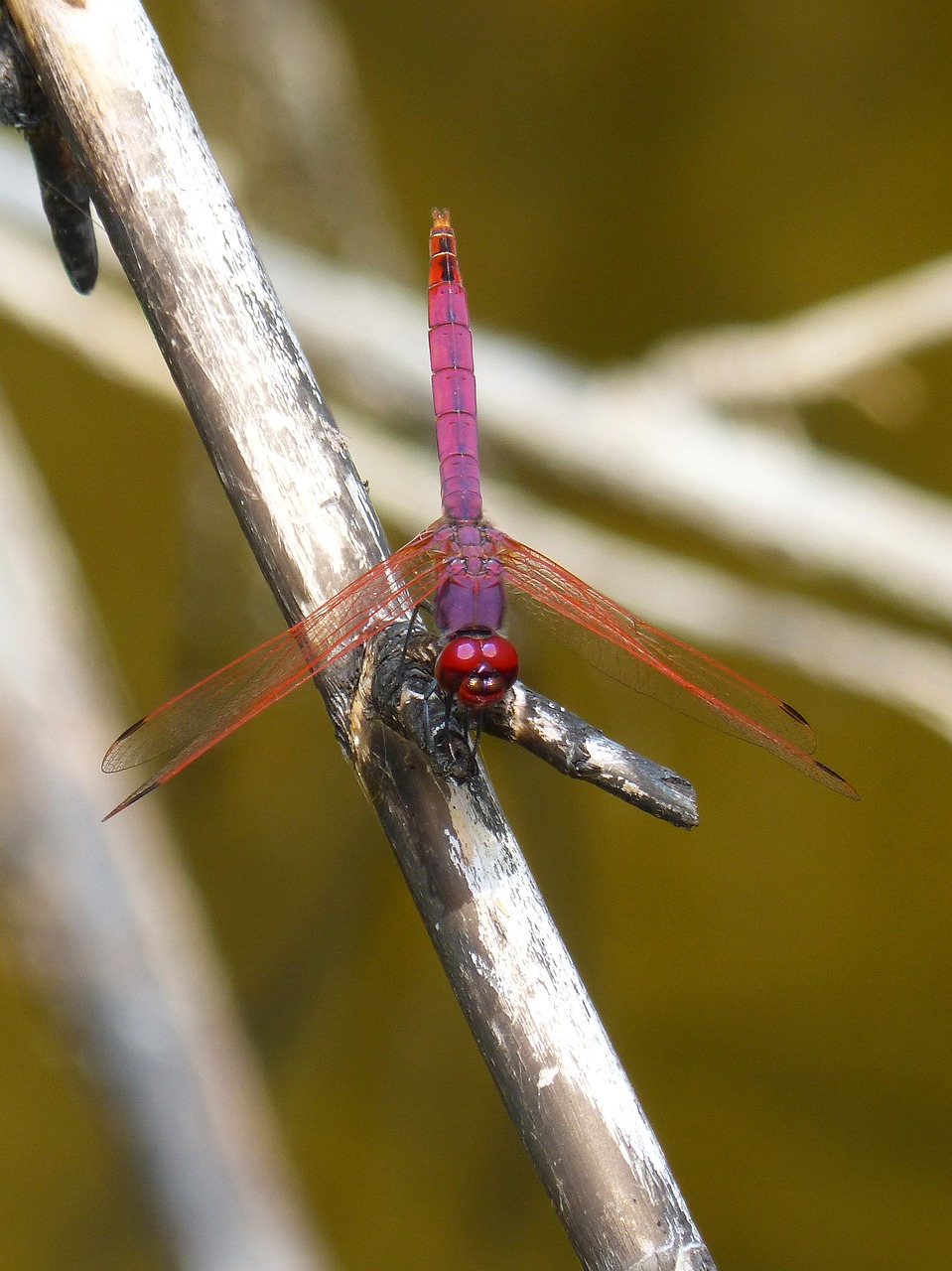 Image - dragonfly cañas raft