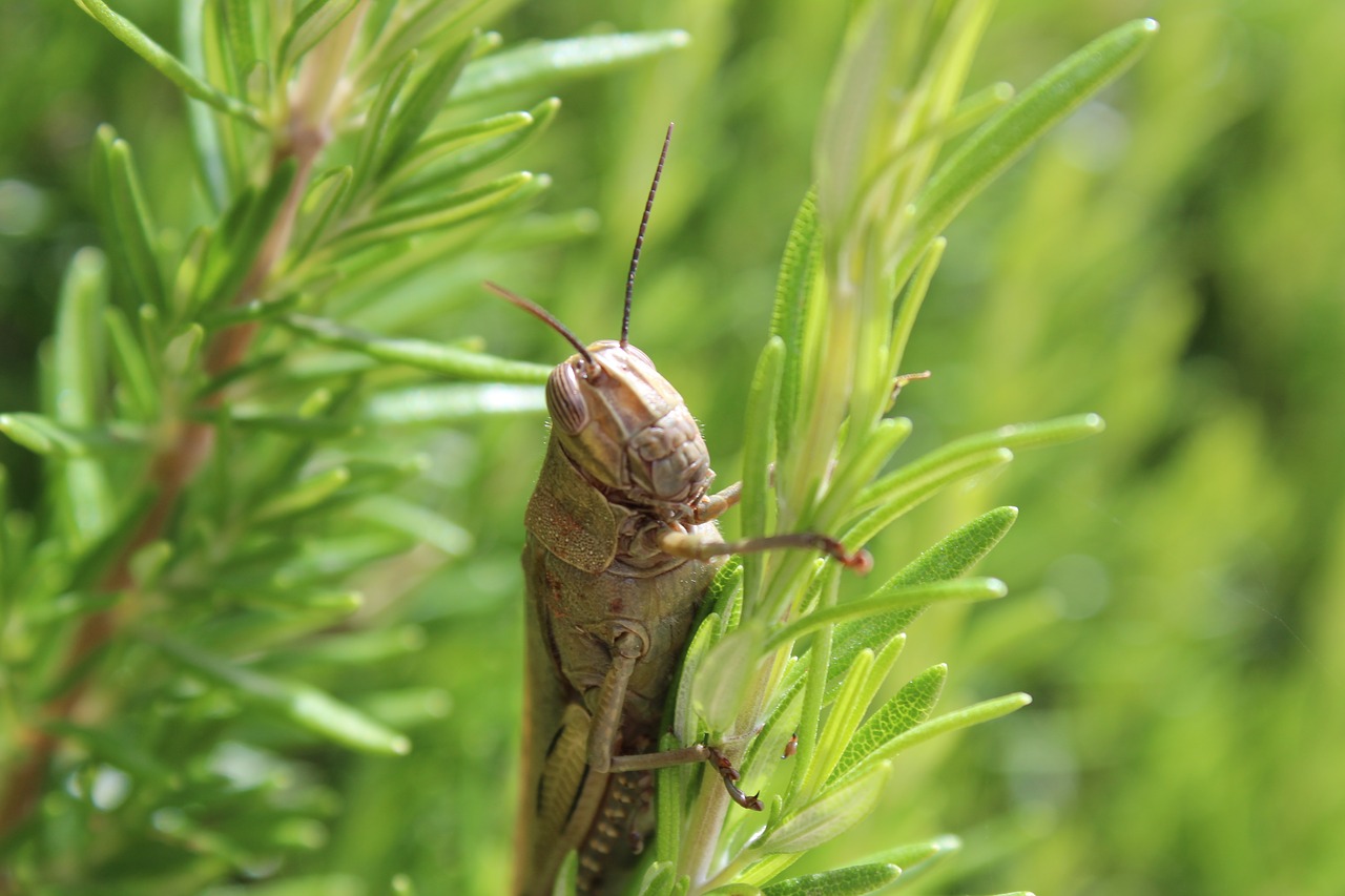 Image - grasshopper detail insect cicada