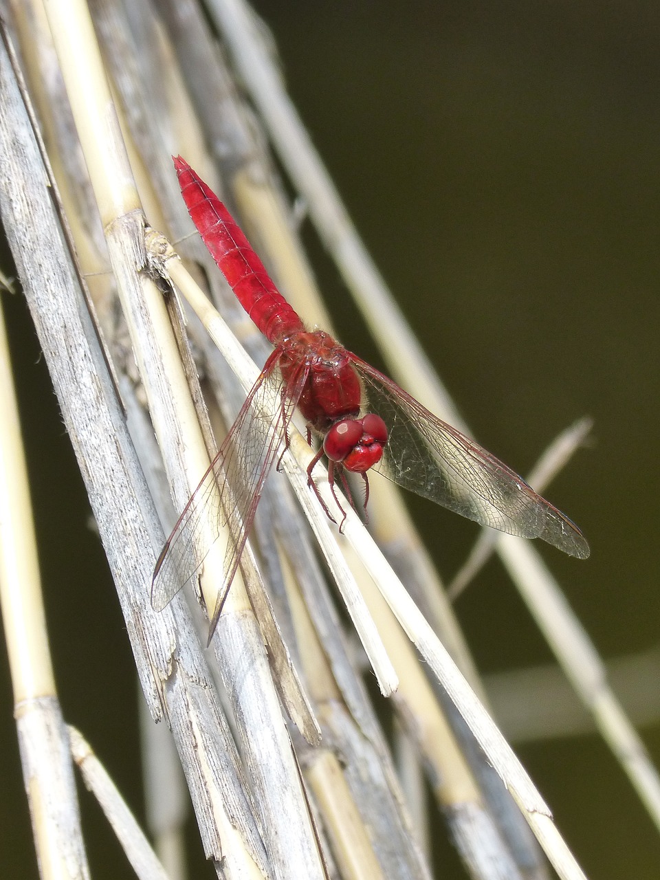 Image - red dragonfly cañas wetland