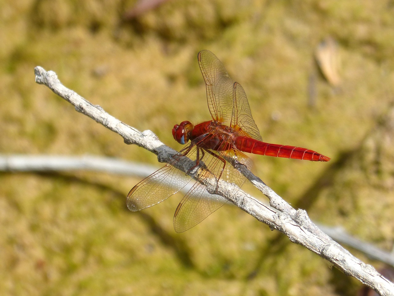 Image - red dragonfly cañas wetland