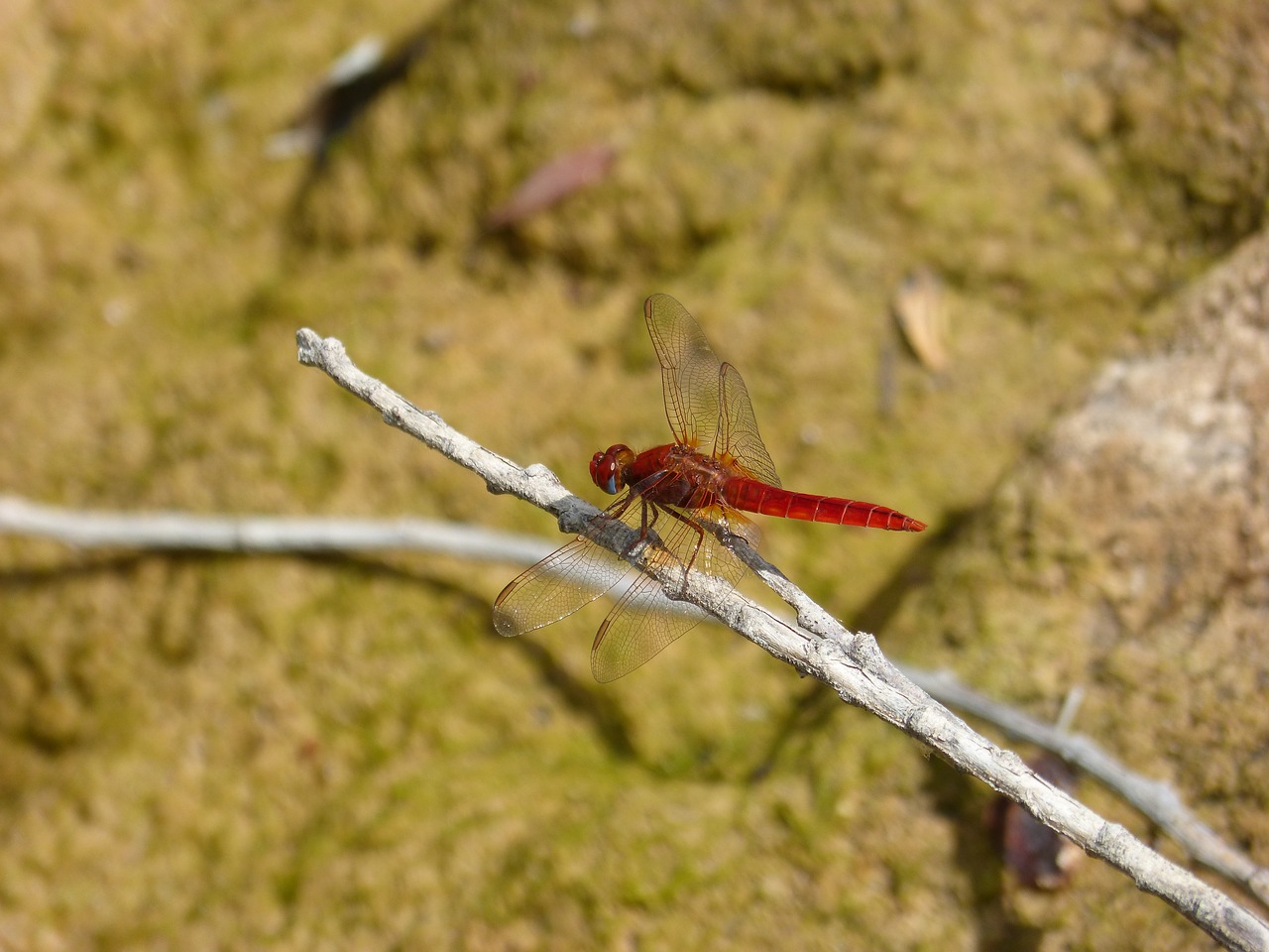 Image - red dragonfly cañas wetland