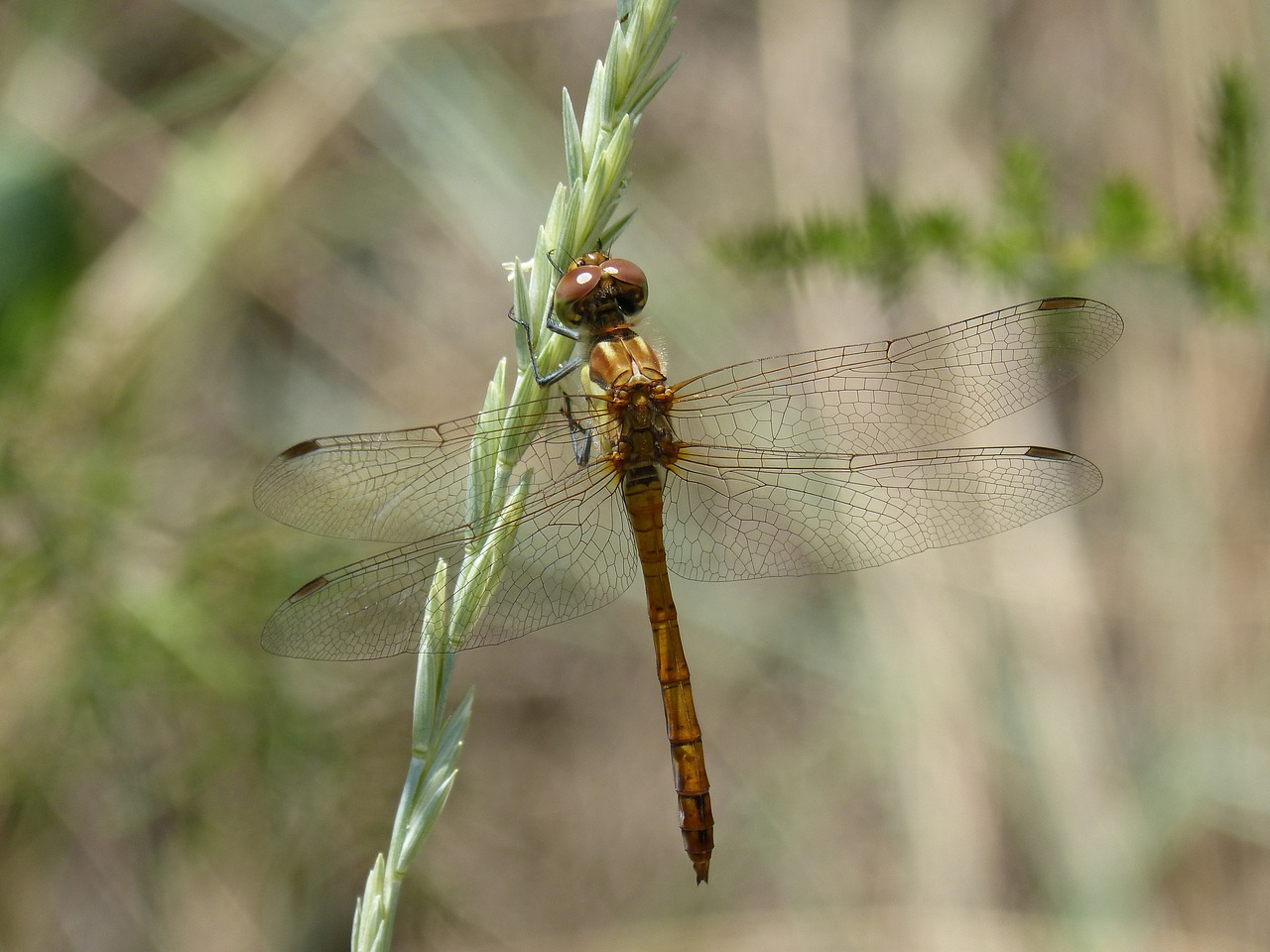 Image - dragonfly amarila stem winged insect