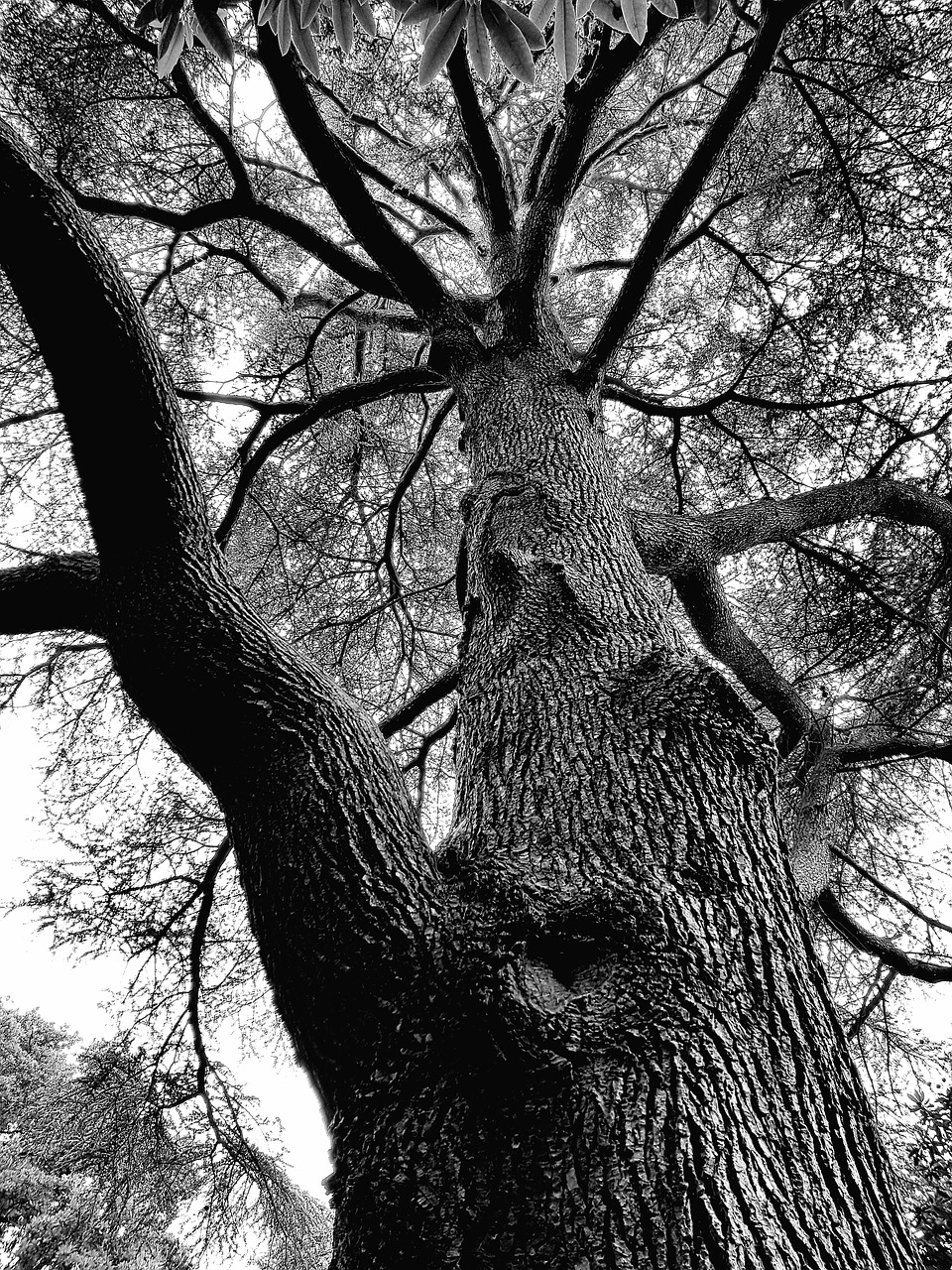 Image - tree crown log aesthetic nature