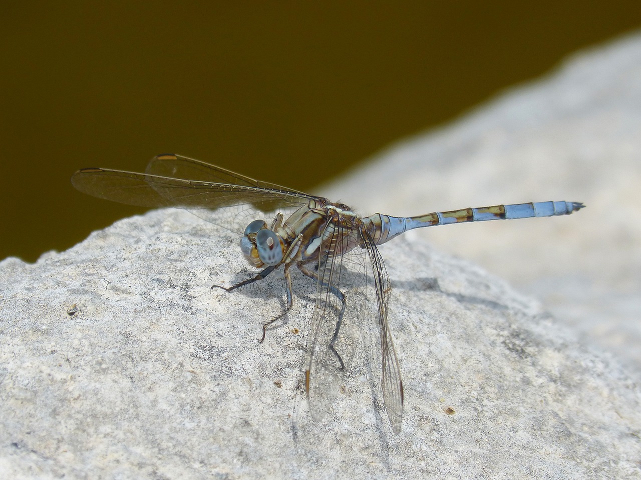 Image - dragonfly blue dragonfly rock raft