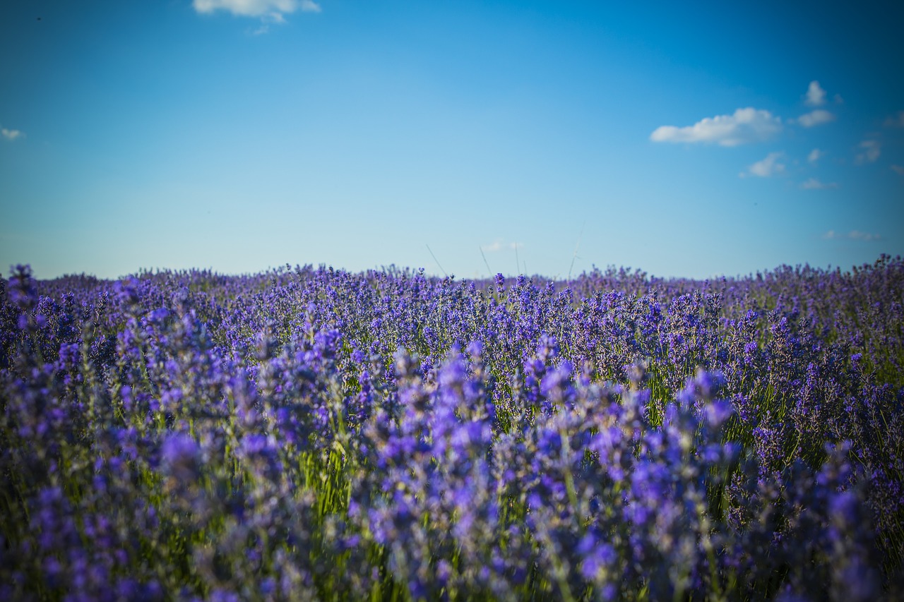 Image - lavender field moldova