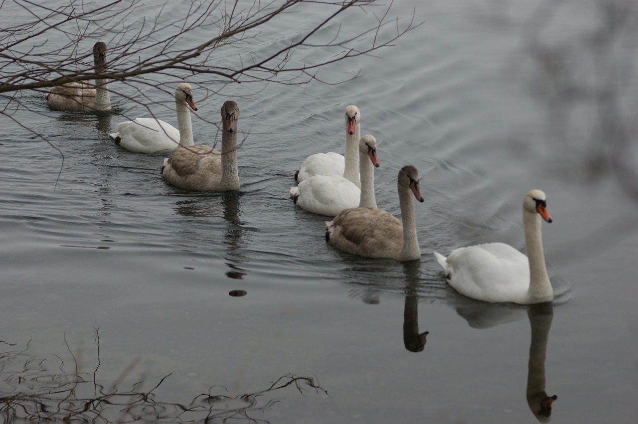 Image - swans winter cold lake swim