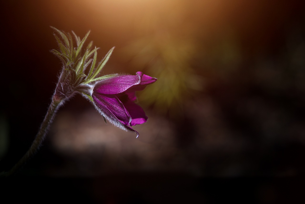 Image - flower anemone violet purple