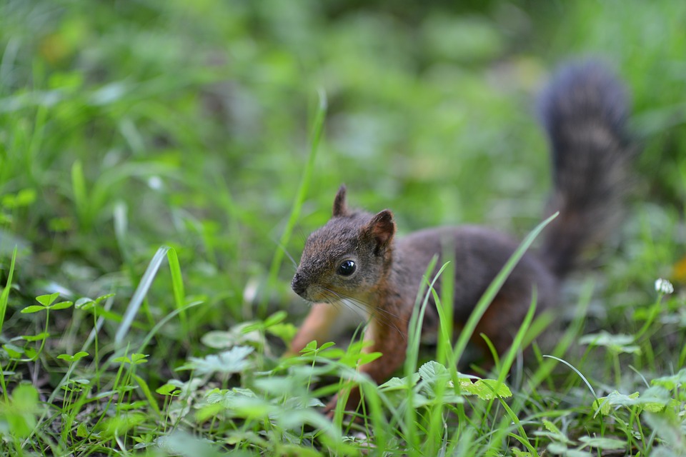 Image - squirrel animals greens