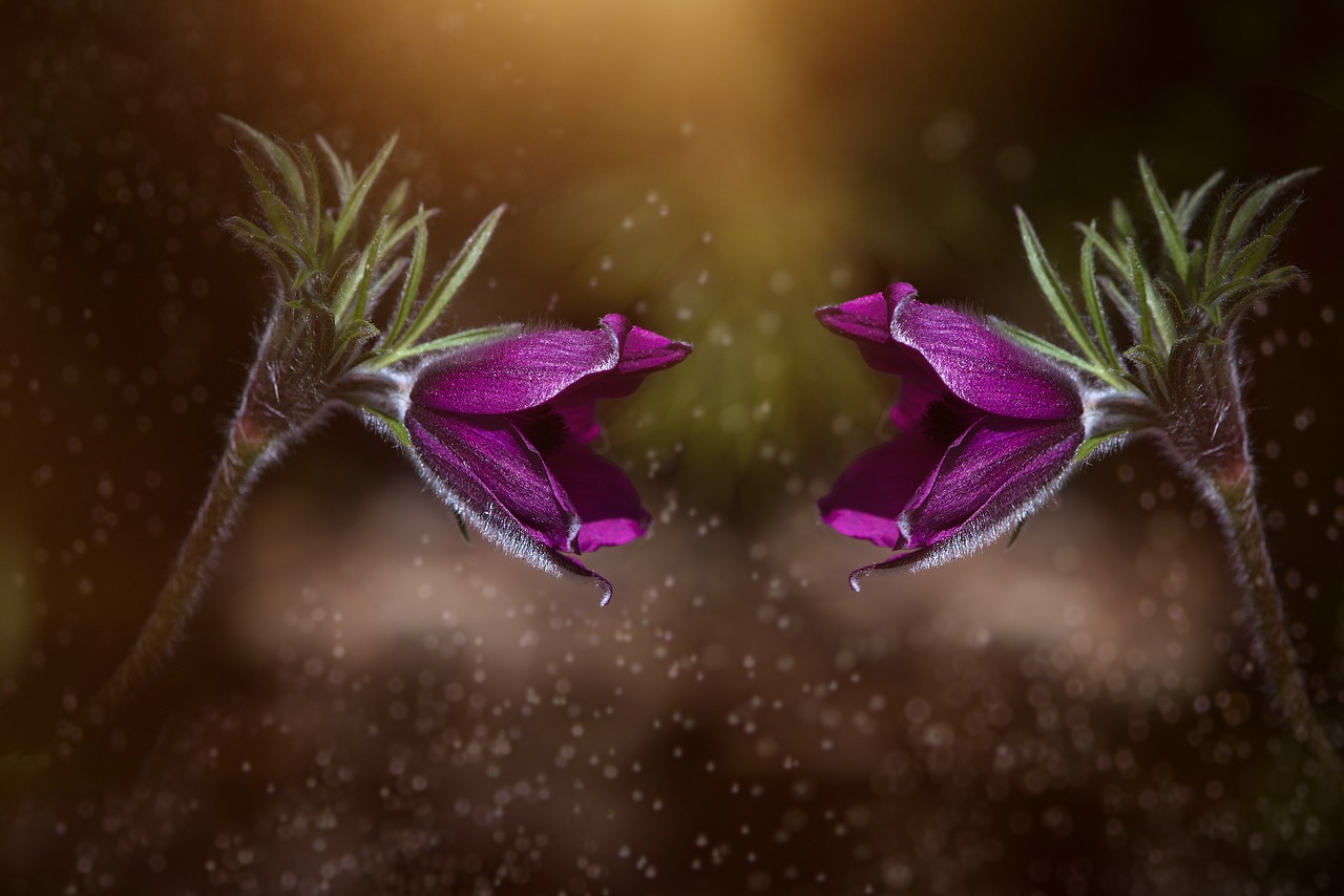 Image - anemones purple violet