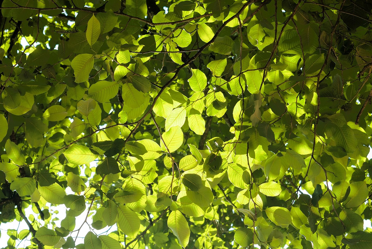 Image - leaves green nature green leaves