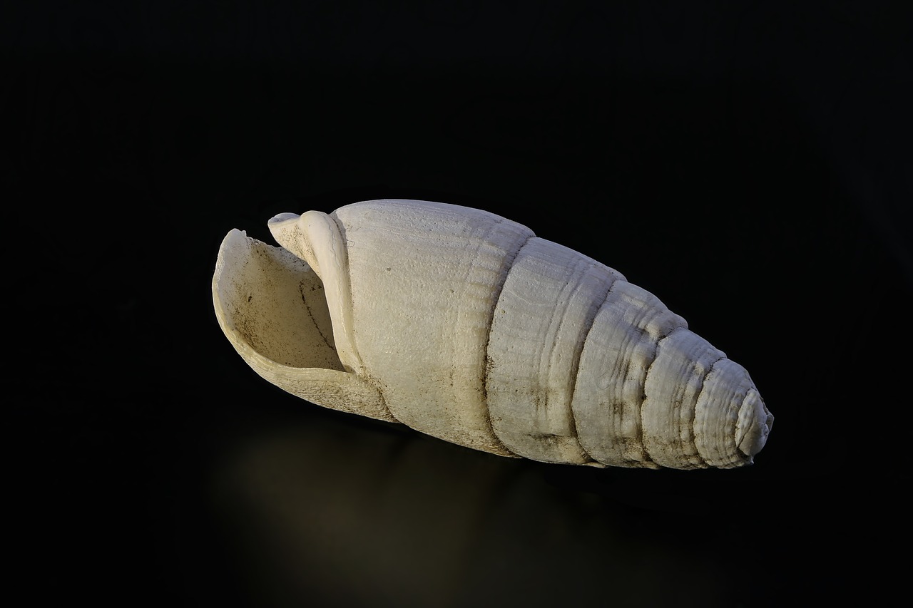 Image - snail lime shell spiral sea