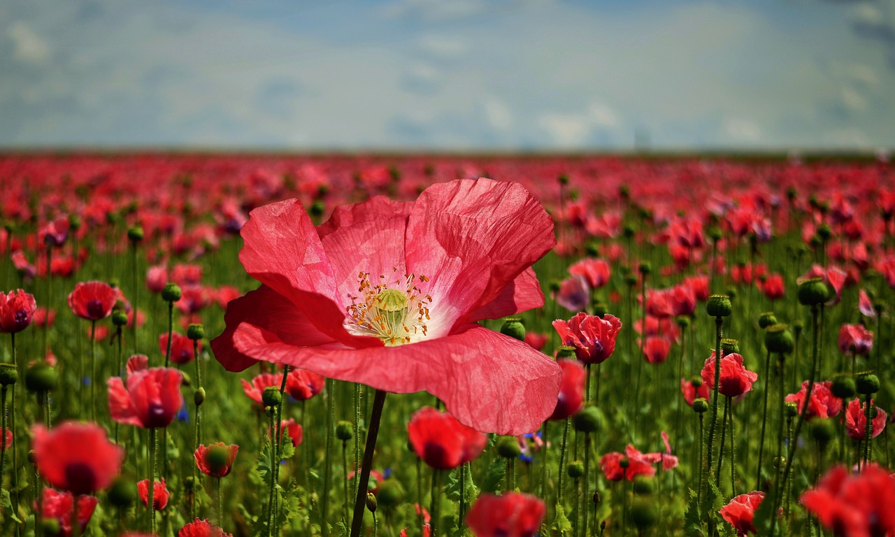 Image - poppy poppy flower poppy field