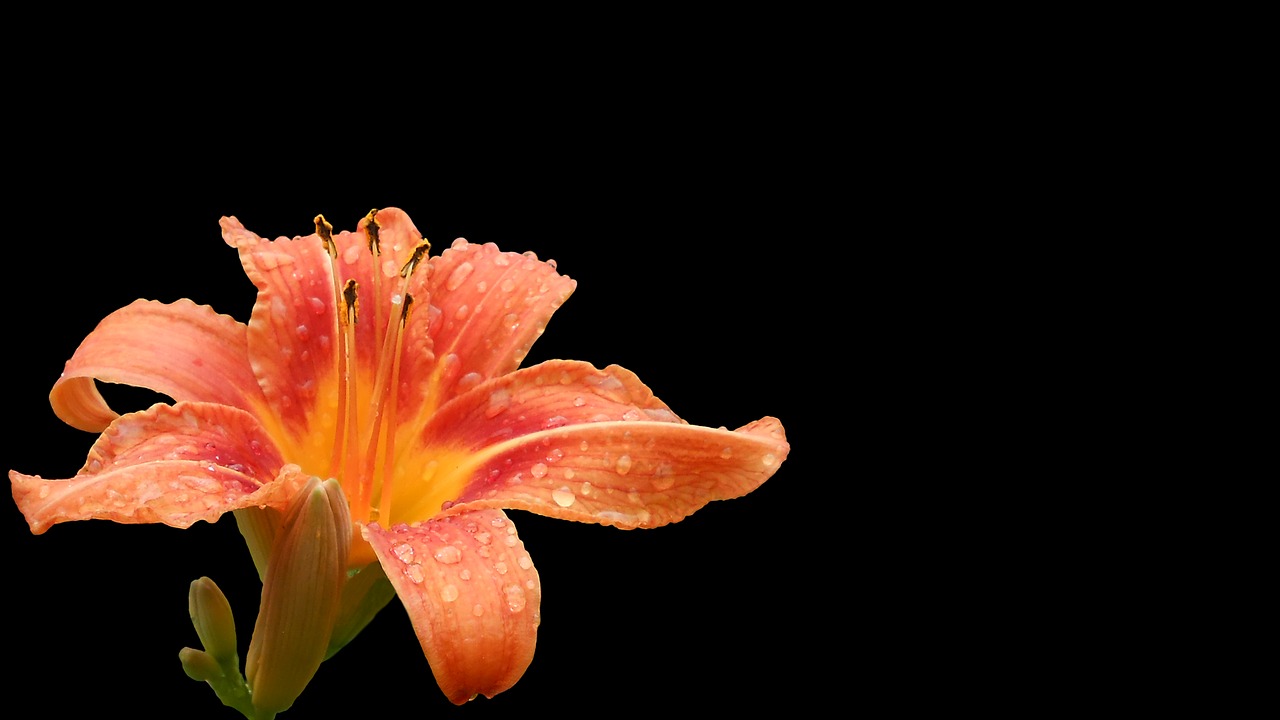 Image - daylily blossom bloom hemerocallis