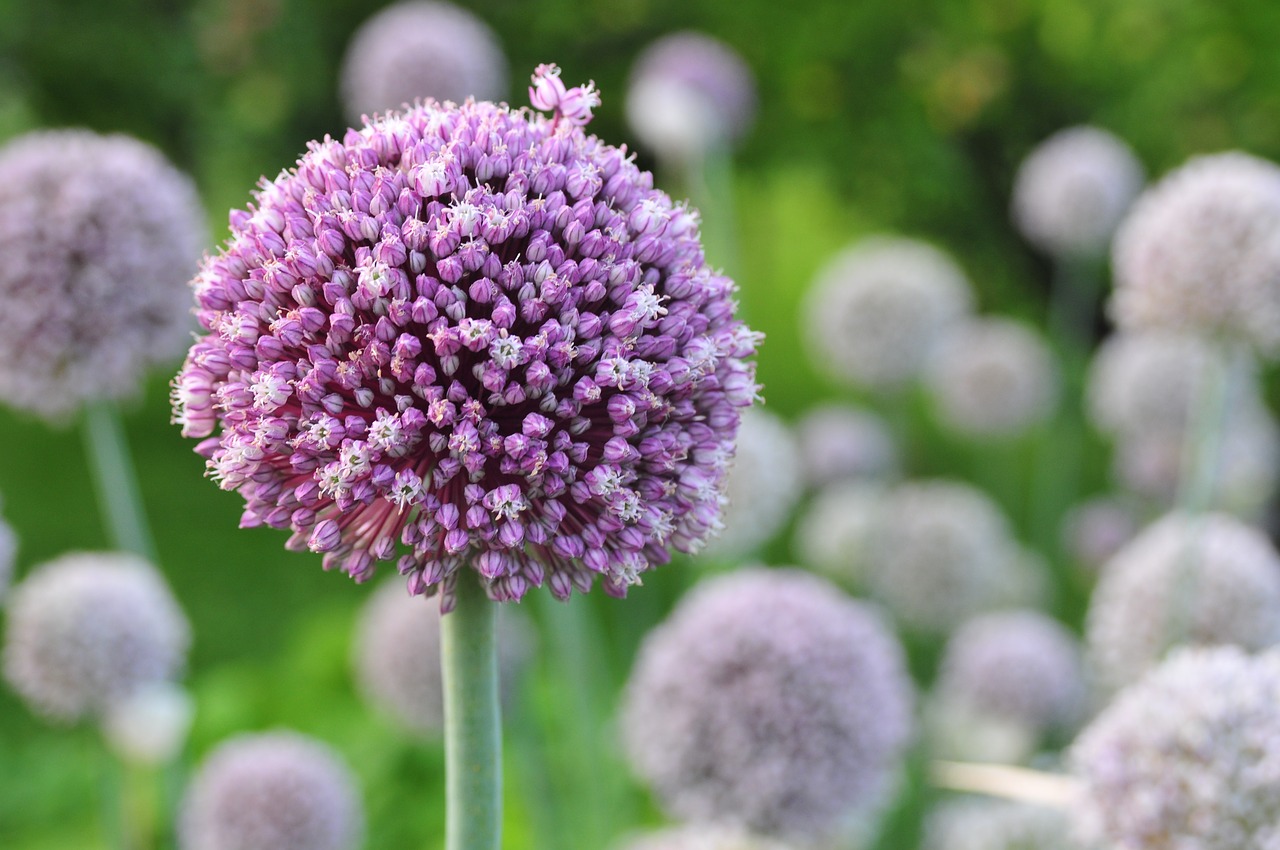 Image - flowers garlic purple