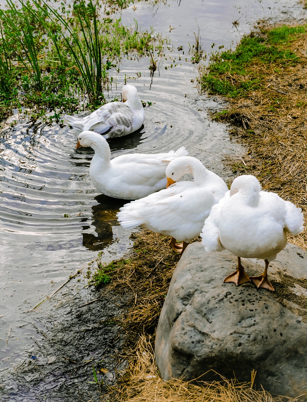 Image - goose wildlife multi