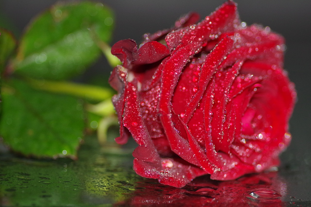 Image - rose red rose blooms flower
