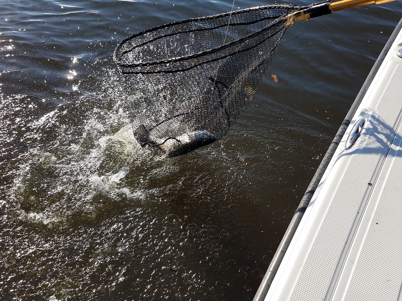 Image - speckle trout catch