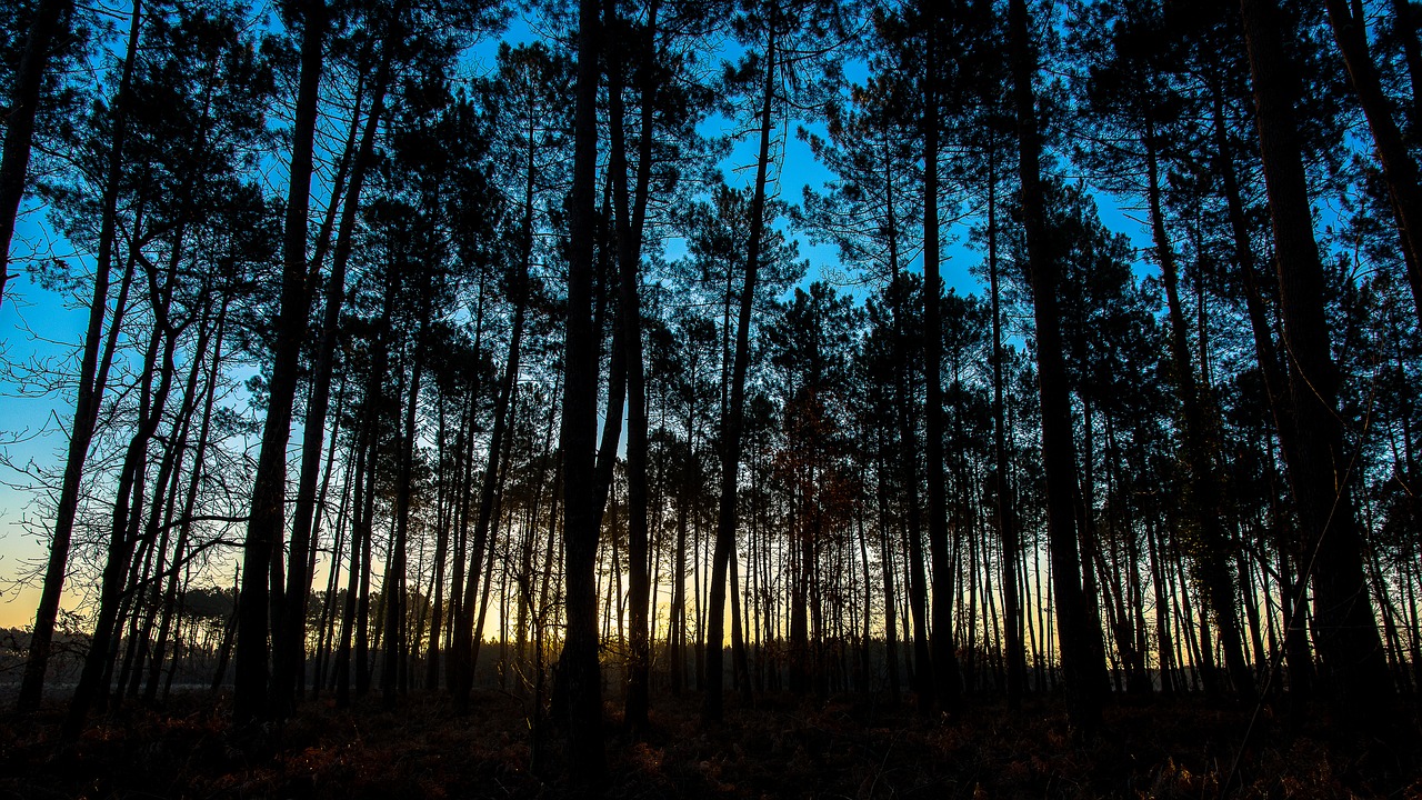 Image - arcachon basin sunset lanton