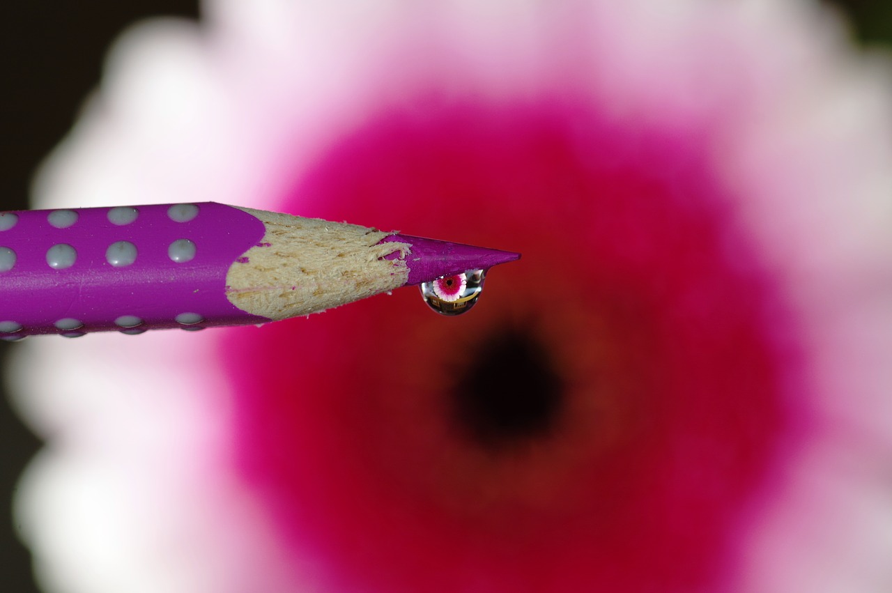 Image - drip blossom bloom close leaf