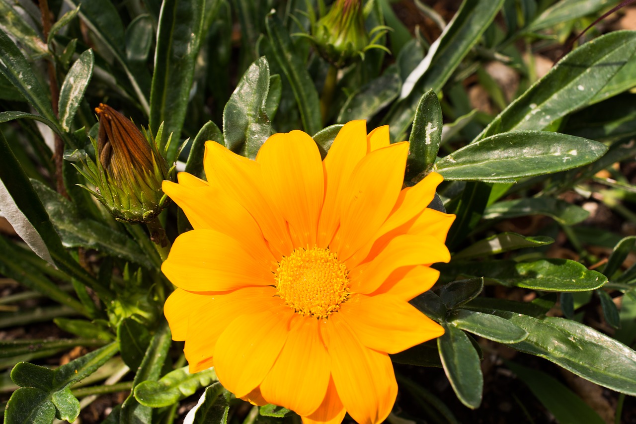 Image - flower blossom bloom gazania