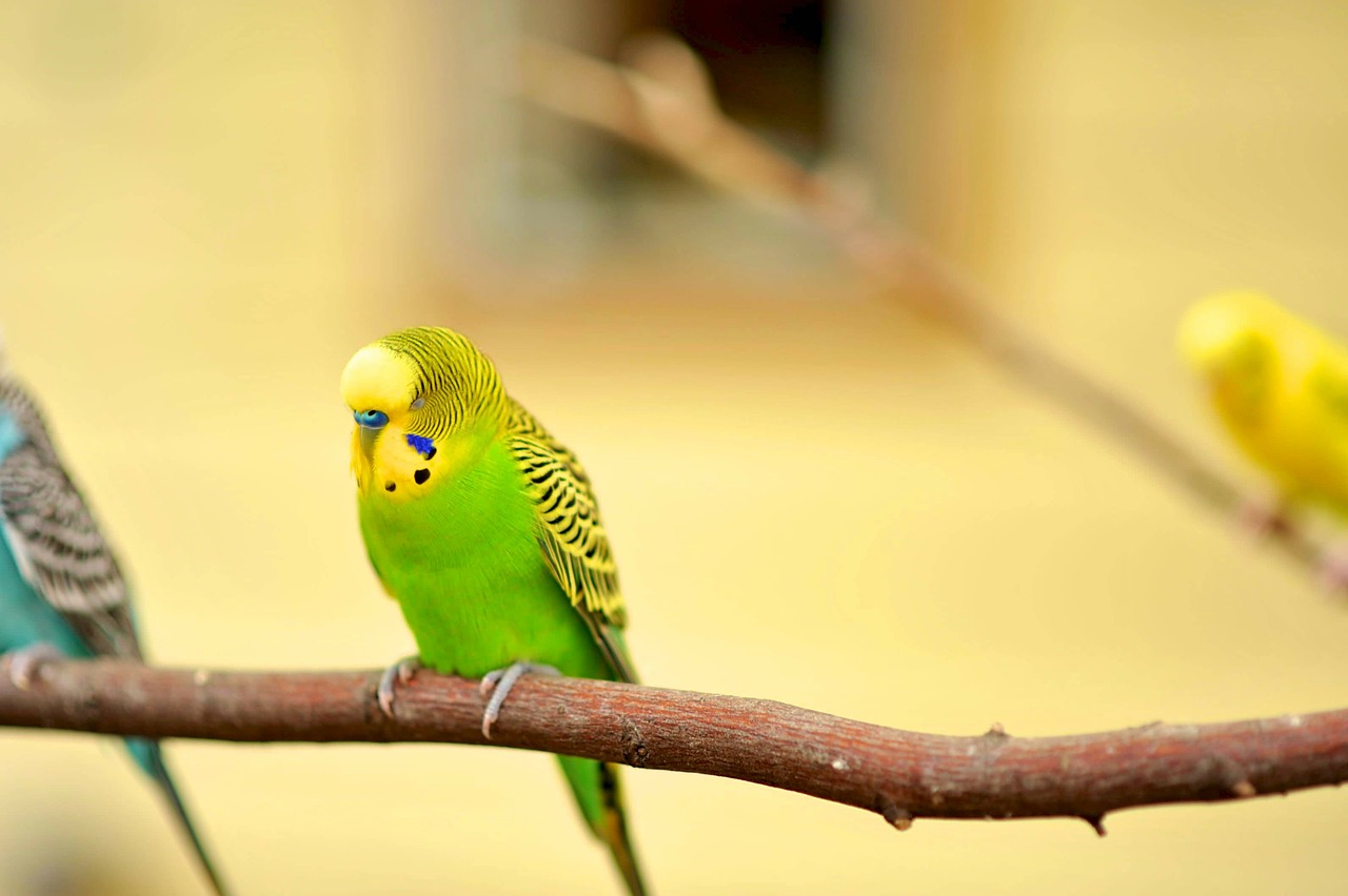 Image - parakeet canary bird canary green