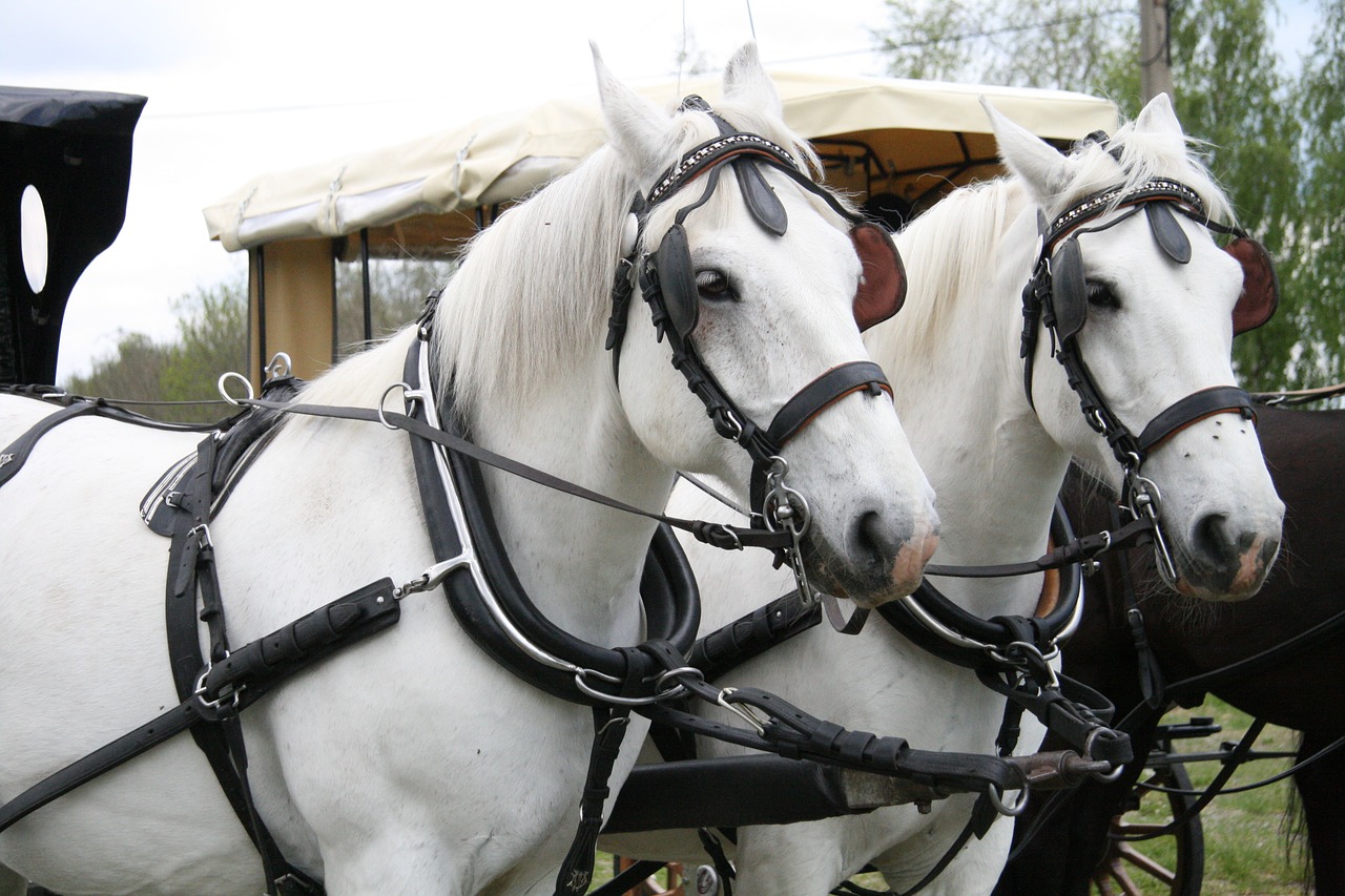 Image - horses horse truck mare stallion