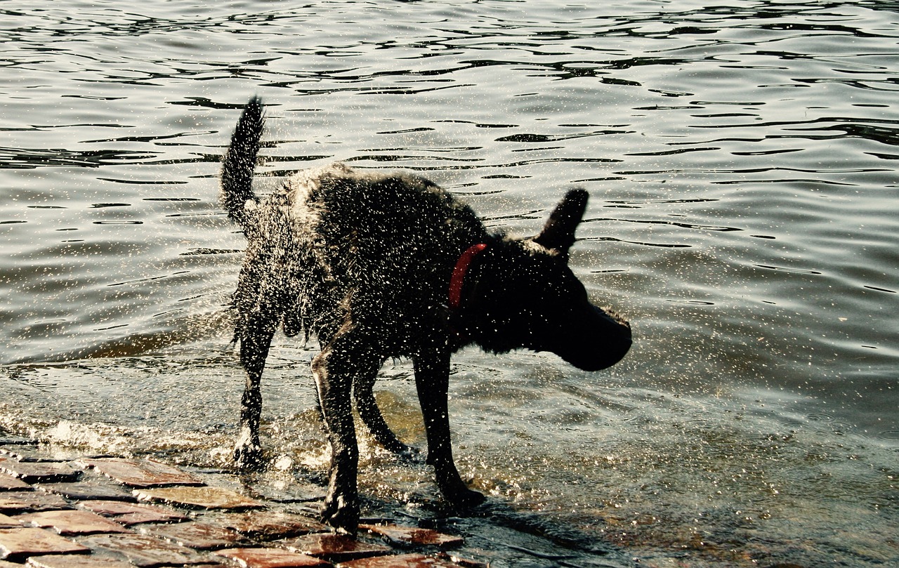 Image - dog wet dog river wet animal