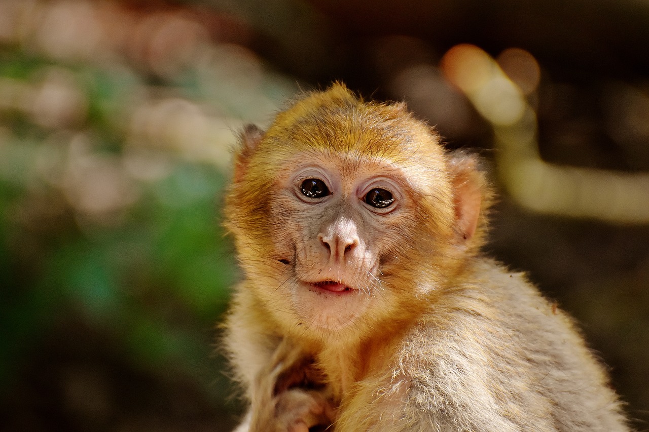 Image - barbary ape eat food