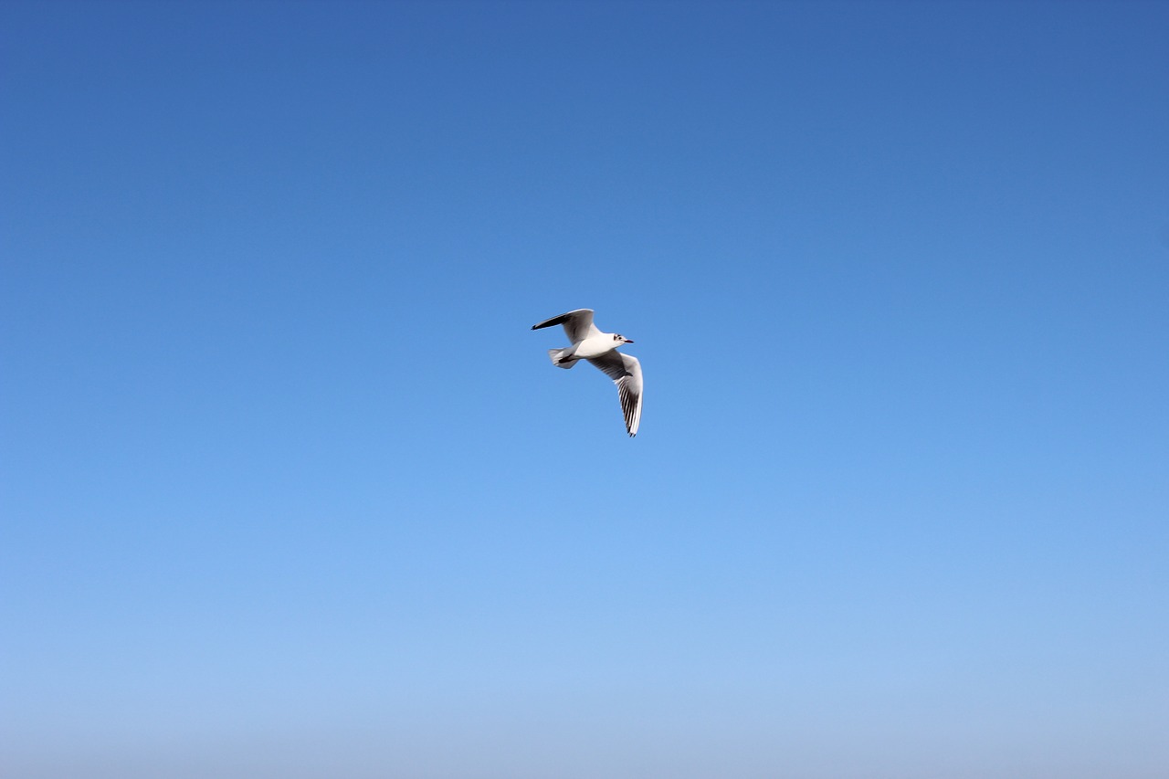 Image - bird air sky flight cold plumage