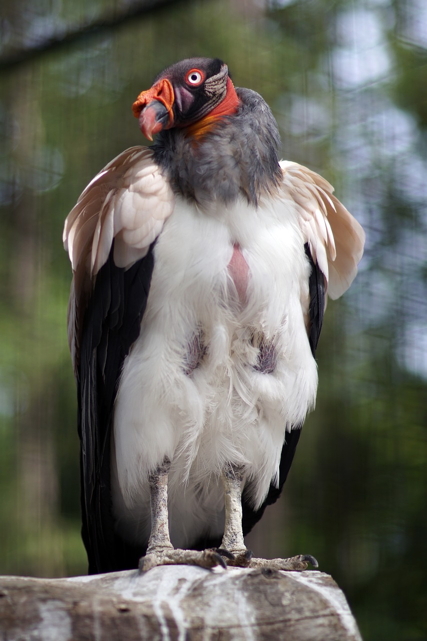 Image - king vulture zoo bird bill animal