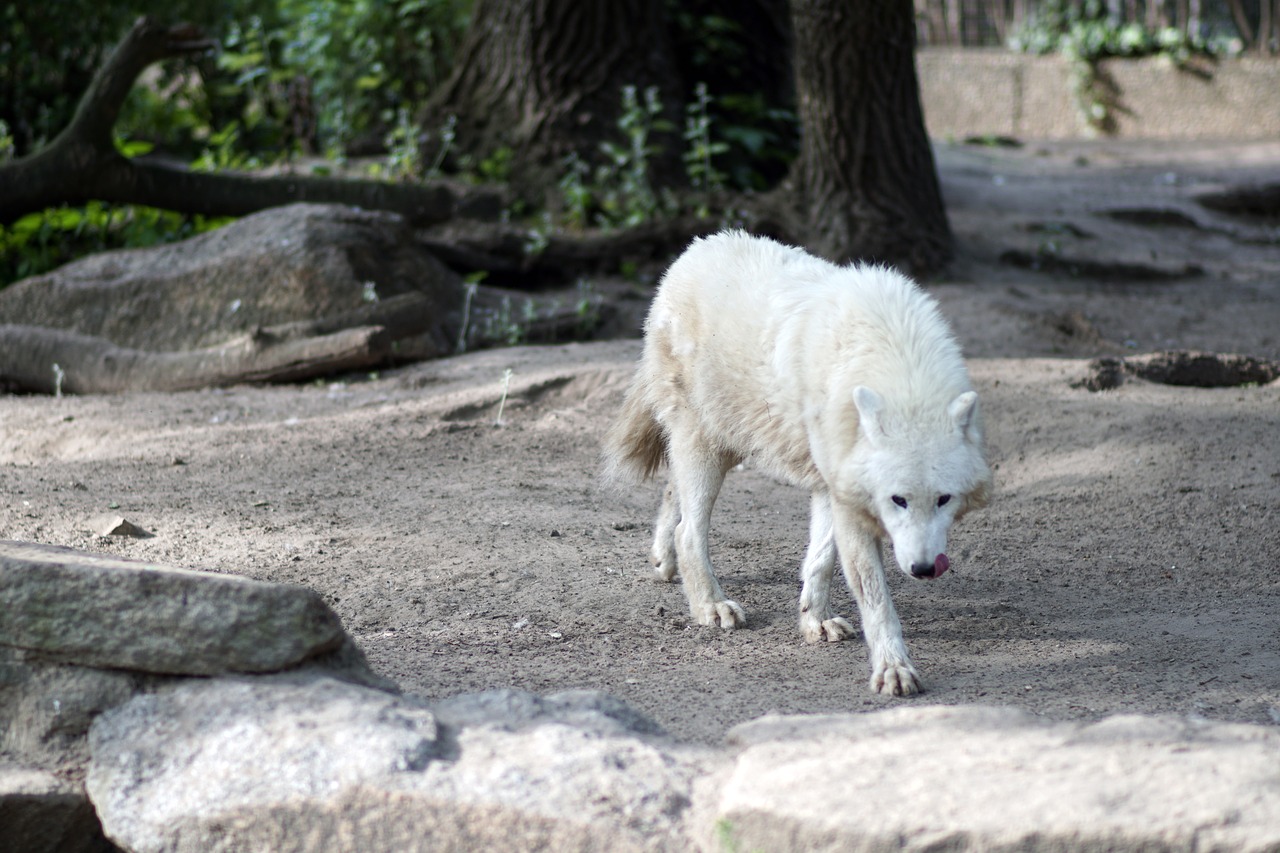 Image - polarwolf wolf white forest