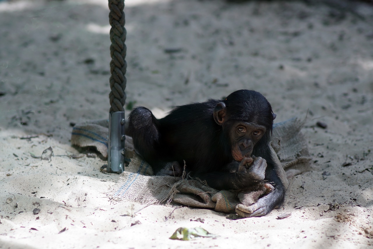 Image - chimpanzee zoo small play ape