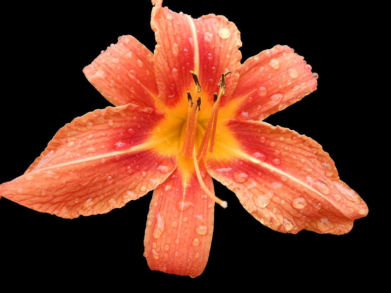 Image - daylily blossom bloom hemerocallis