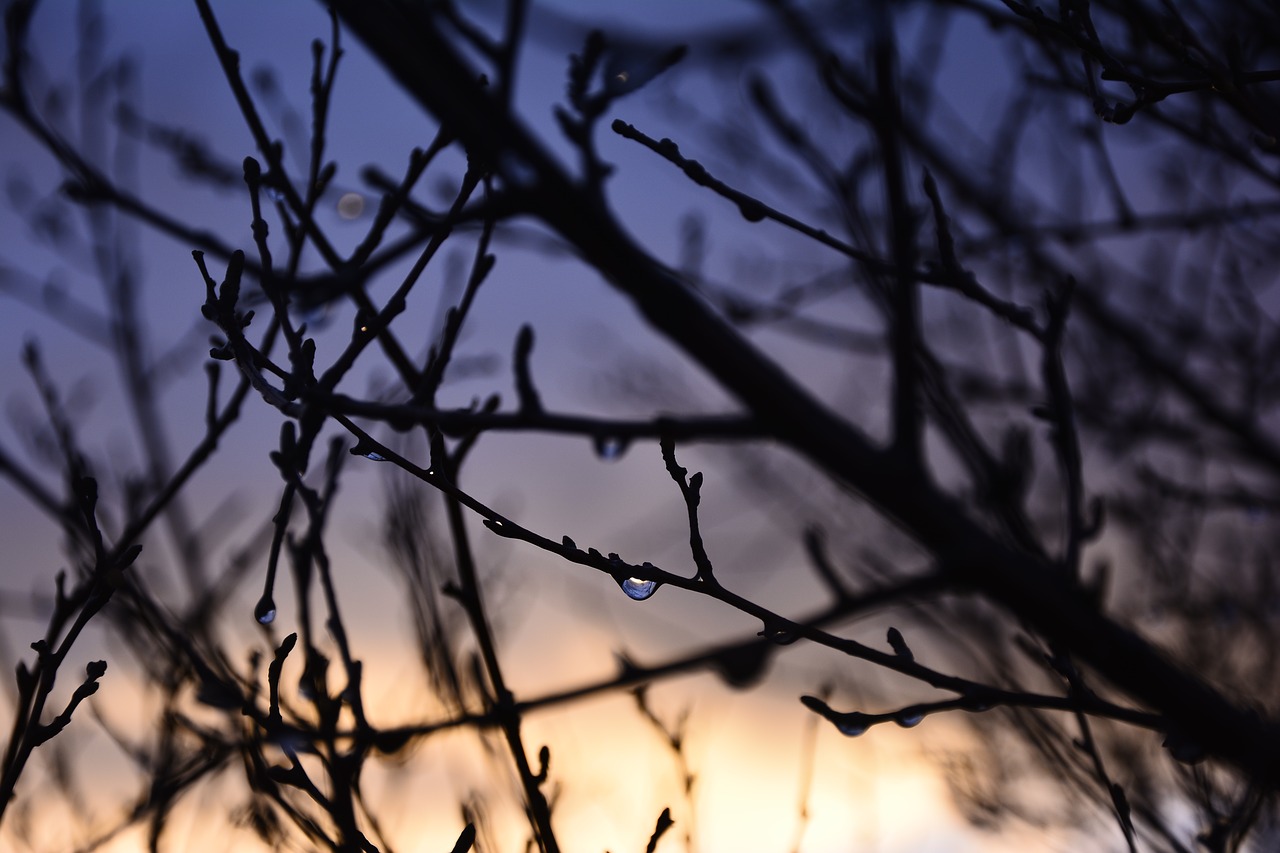 Image - rain drop brunches sunset