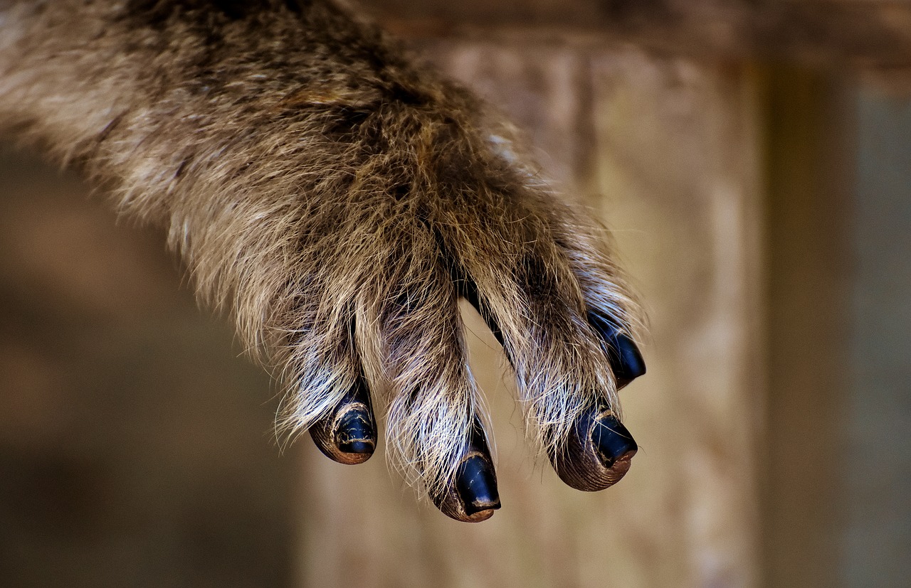 Image - barbary ape foot close