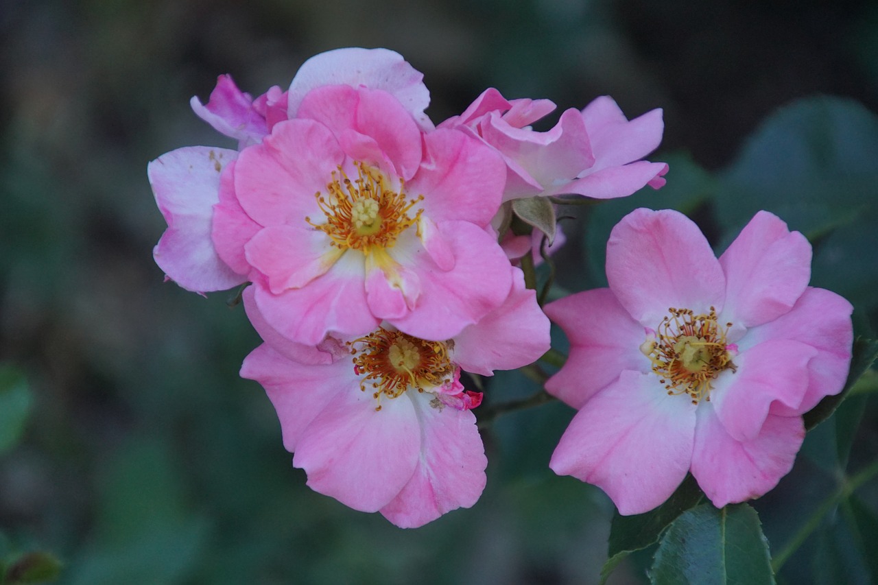 Image - candy rose meilland rose blossom