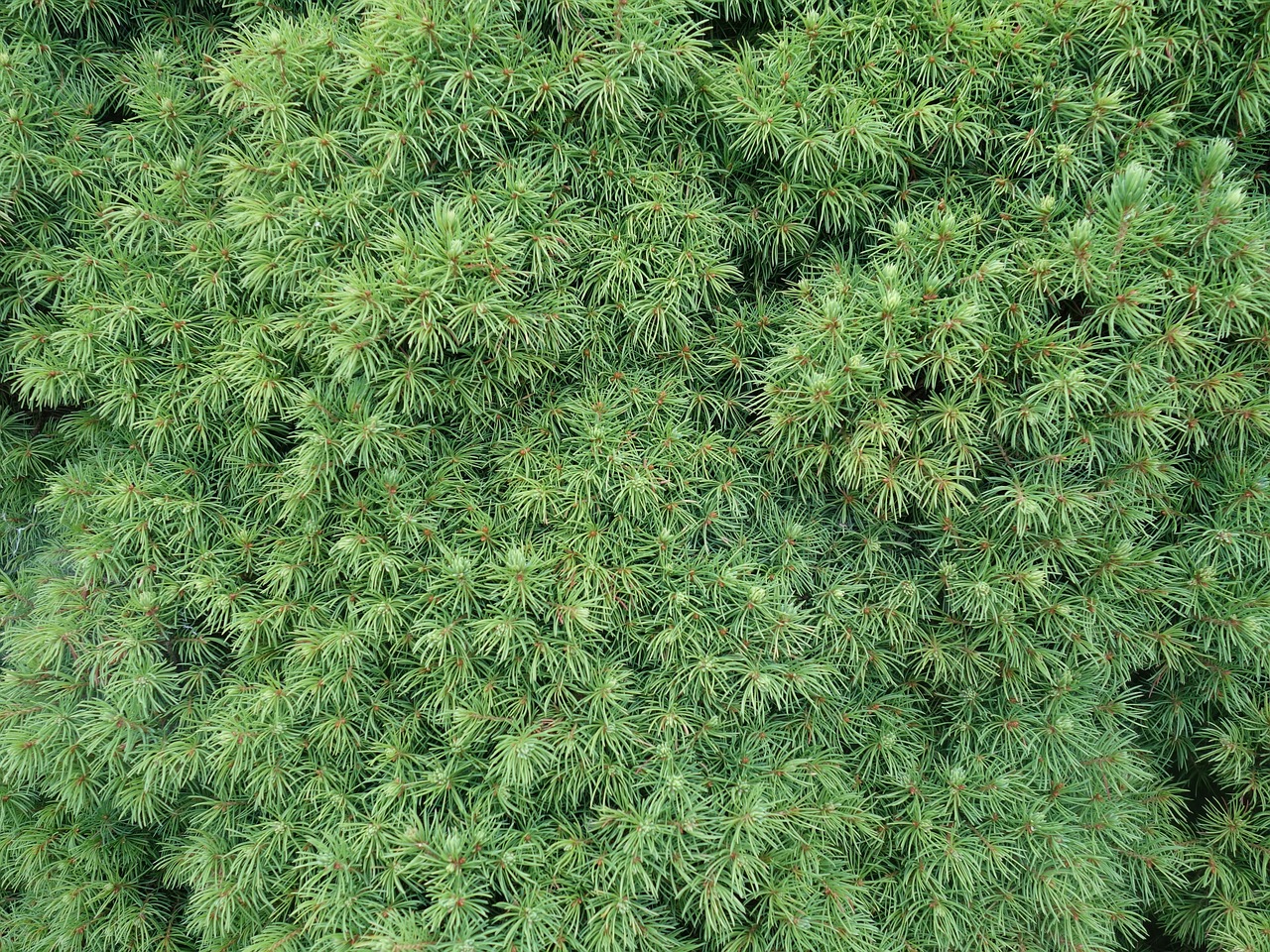 Image - needles conifer close up plant