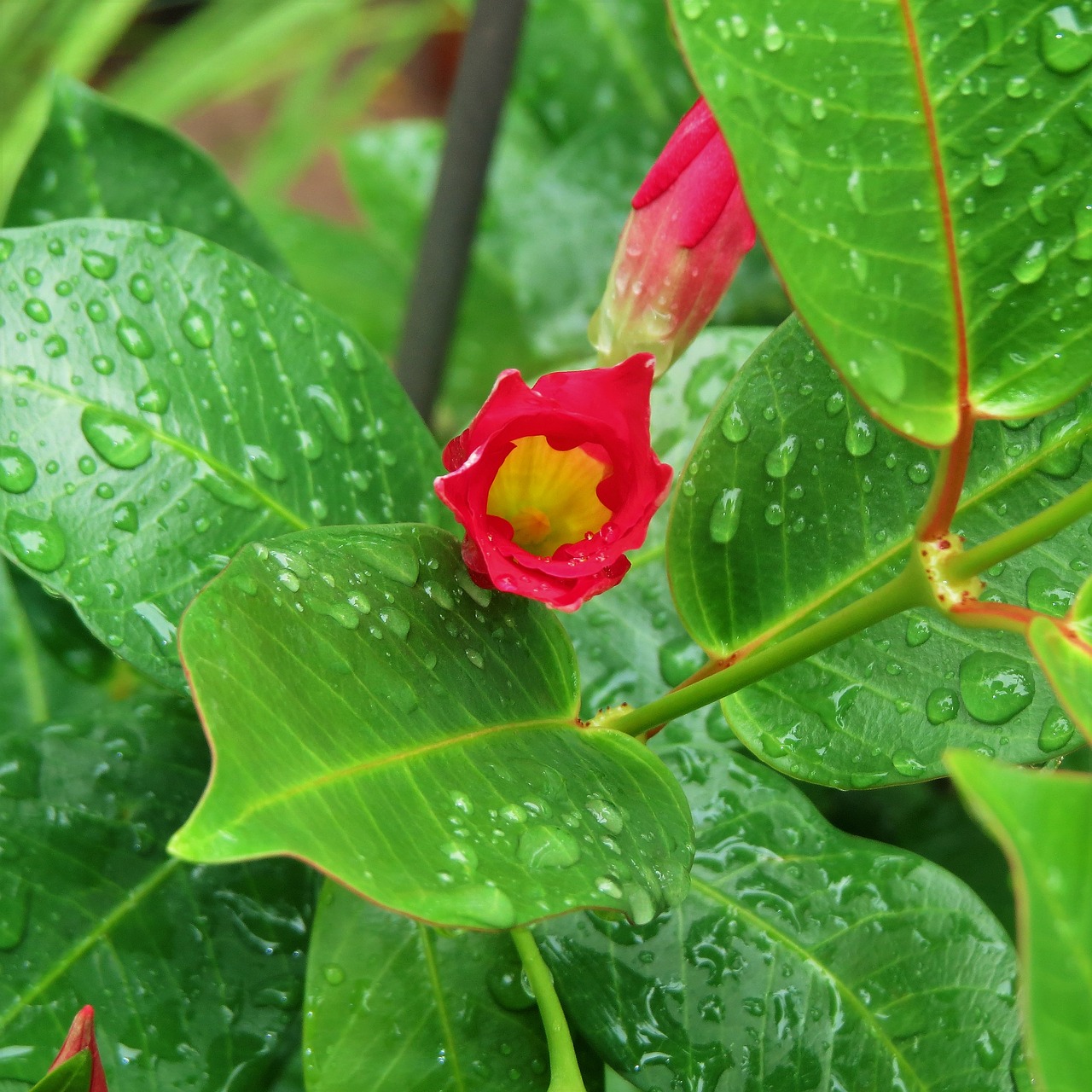 Image - red bud green vine rain