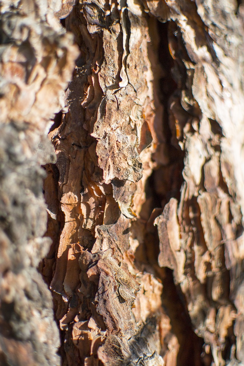 Image - bark texture ponderosa pine