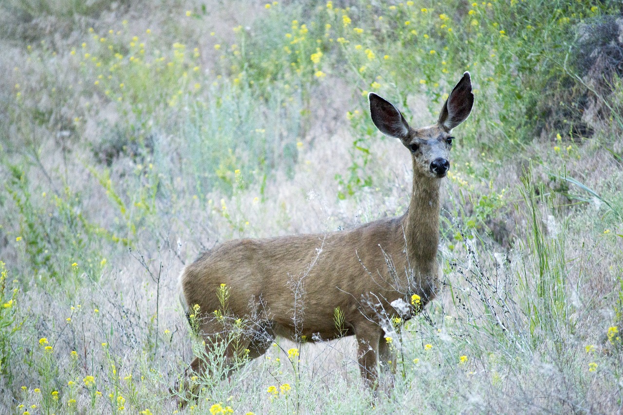 Image - deer mule animal mammal nature