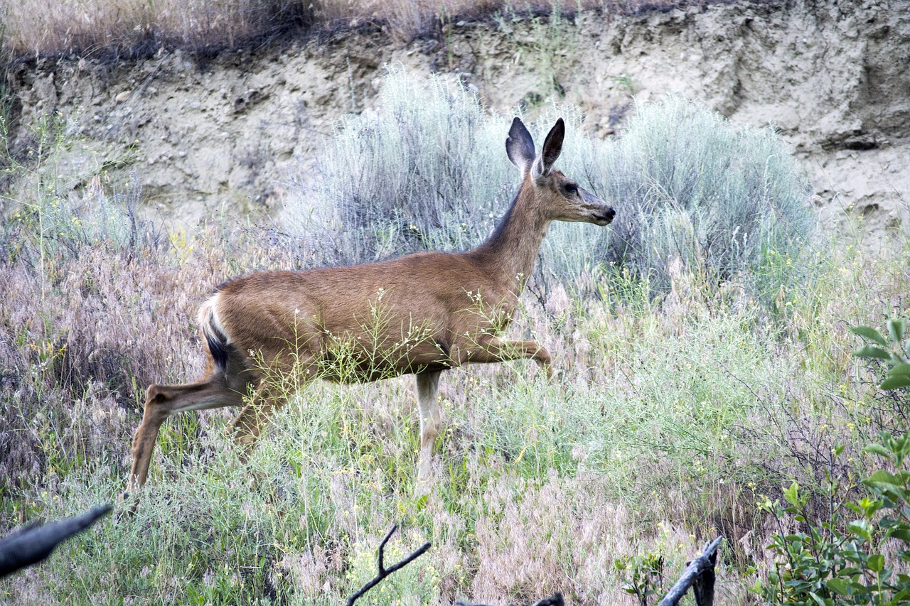 Image - deer mule animal mammal nature