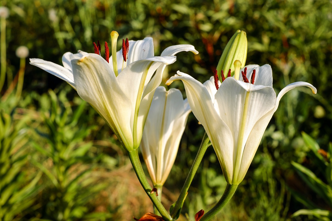 Image - lily flower blossom bloom flowers