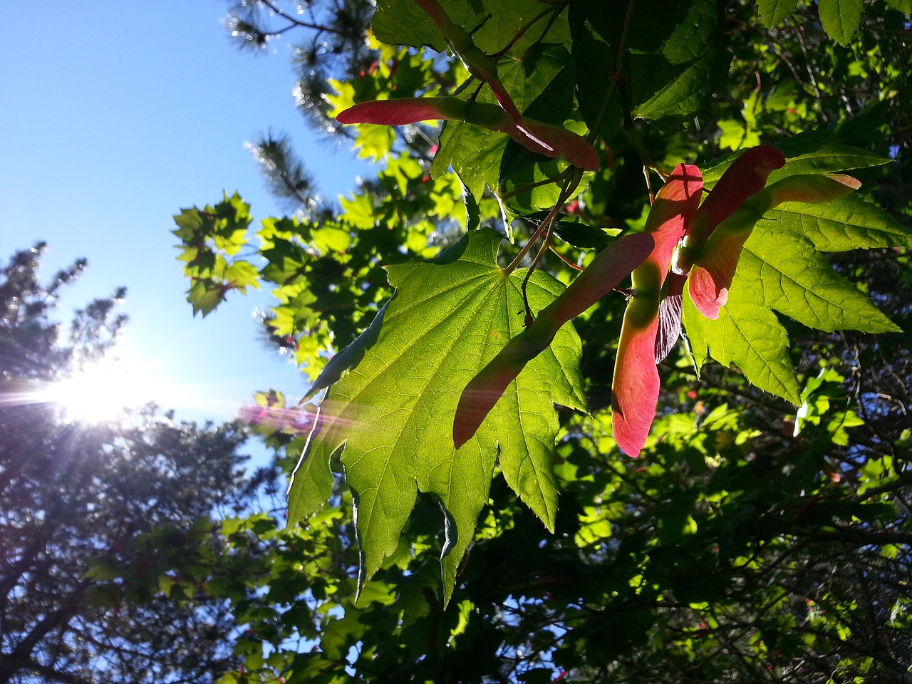 Image - maple leaves nature foliage sunny