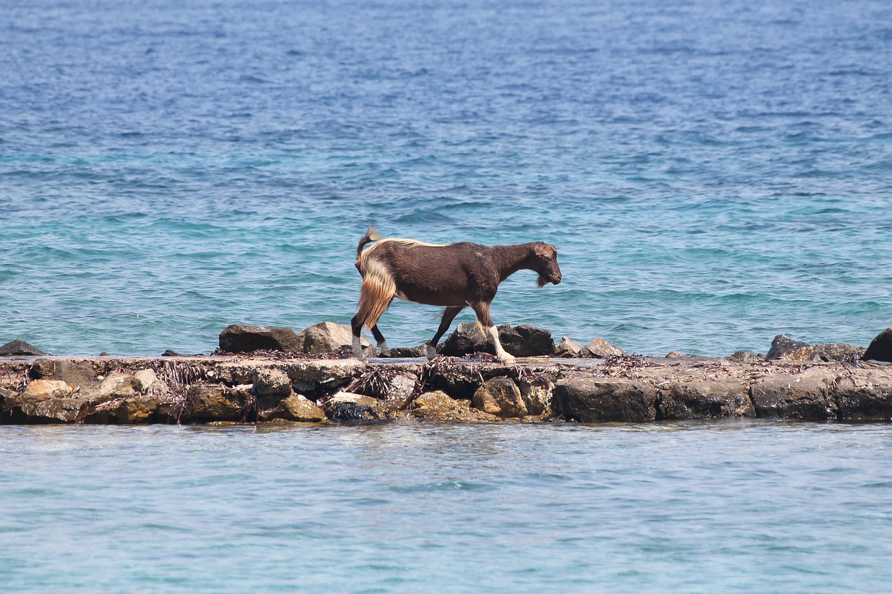 Image - goat sea island greece nature