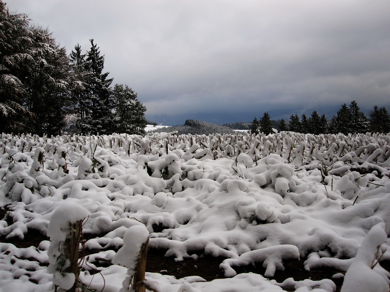 Image - snow stubble cornfield first snow