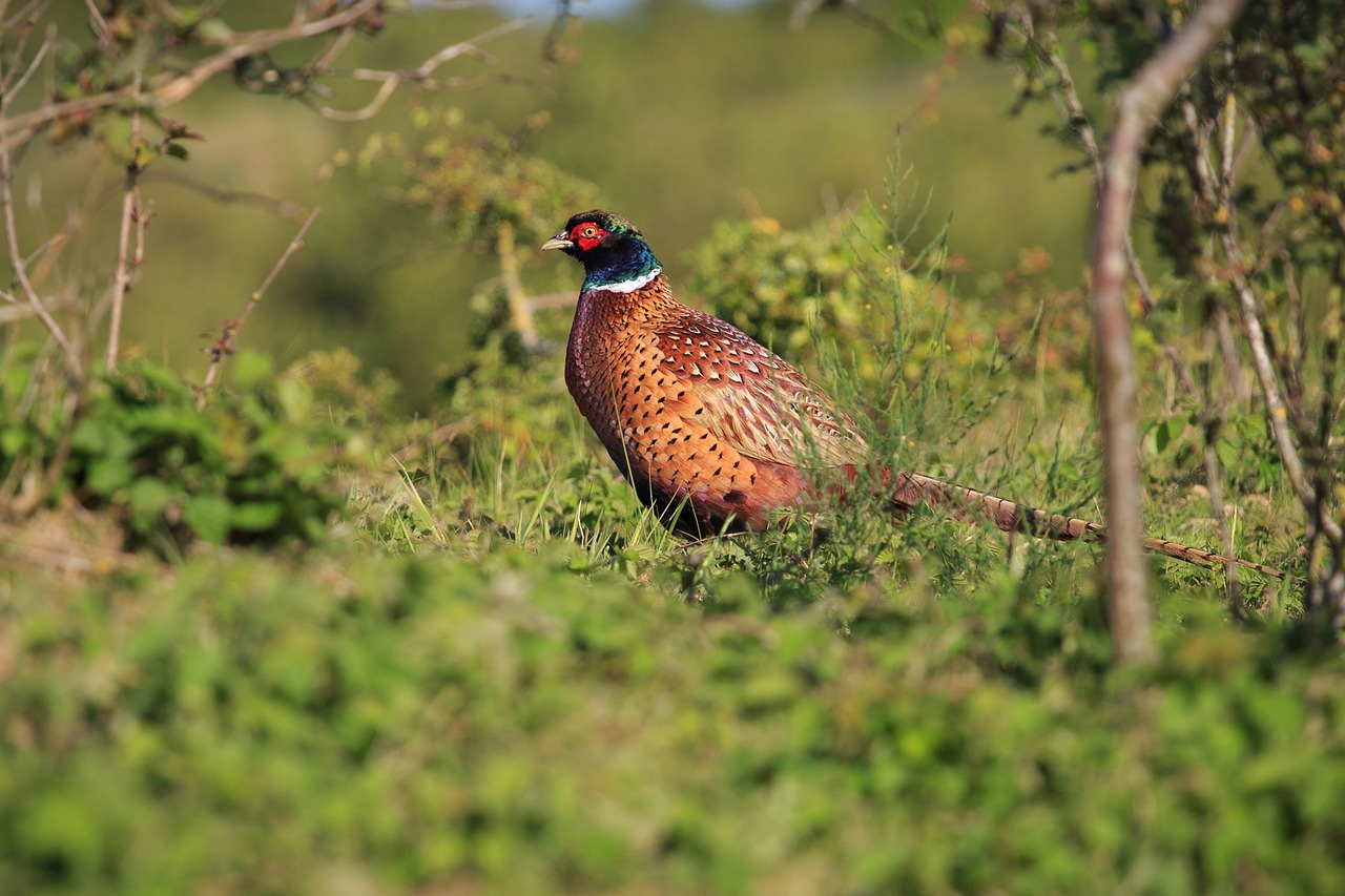 Image - pheasant bird wildlife holland