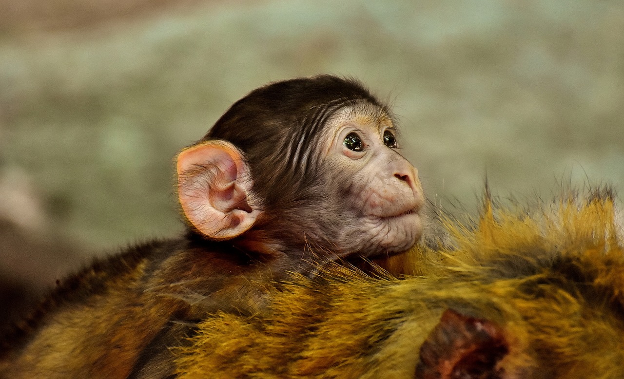 Image - ape baby monkey barbary ape