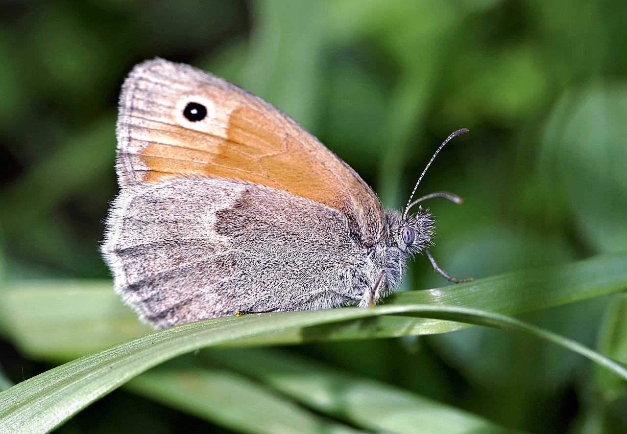 Image - butterfly the head of the closeup