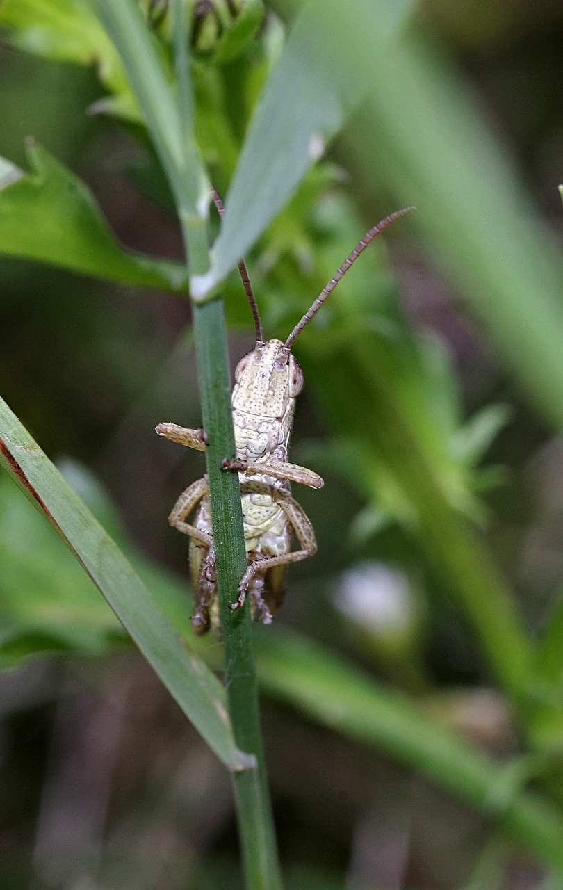 Image - grasshopper insect